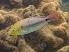 Redstripe Tuskfish photo 2