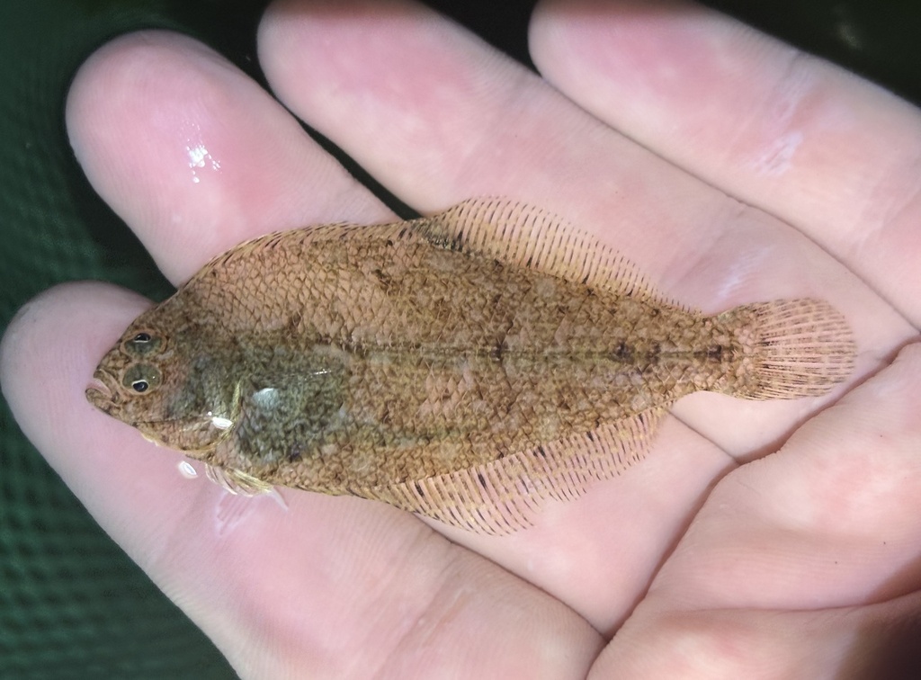 Smallmouth Flounder