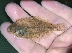 Smallmouth Flounder photo 2