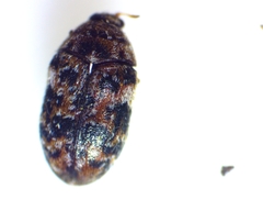Trogoderma ornatum