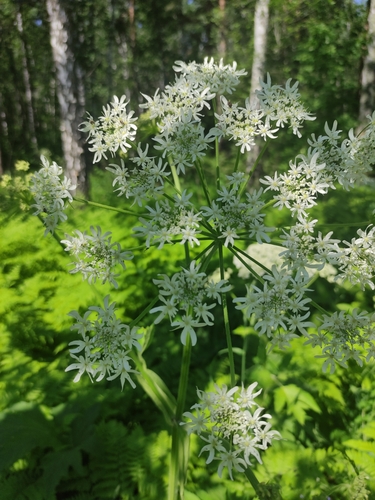 Heracleum dissectum (Heracleum dissectum)