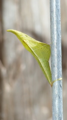 Anthocharis julia flora