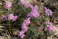 Daphne cneorum