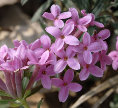 Daphne cneorum