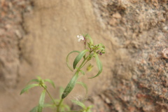 Chaenorhinum minus