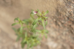 Chaenorhinum minus