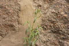 Chaenorhinum minus