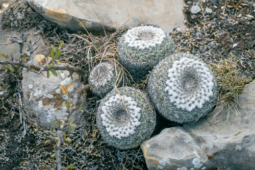 Mammillaria chionocephala