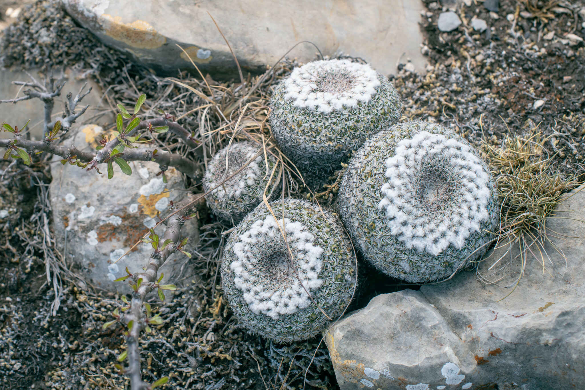 Subspecies Mammillaria formosa chionocephala  iNaturalist