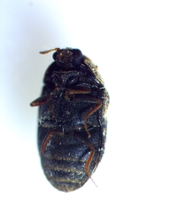 Trogoderma ornatum