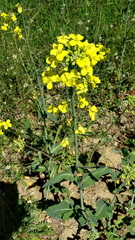 Brassica napus napus