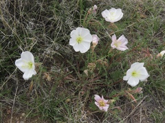 Oenothera albicaulis