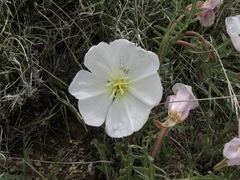 Oenothera albicaulis