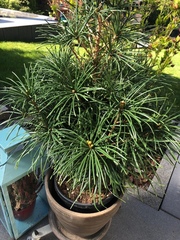 Sciadopitys verticillata