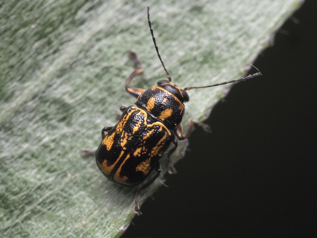 Pachybrachis sinuatus
