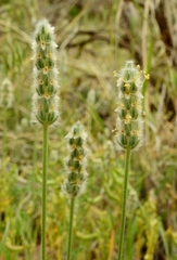Plantago patagonica