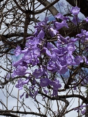 Jacaranda mimosifolia