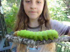 Antheraea polyphemus