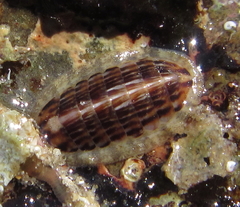 Ischnochiton maorianus