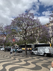 Jacaranda mimosifolia