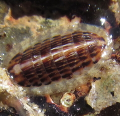 Ischnochiton maorianus