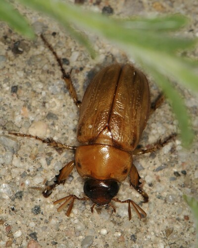 Southwestern Masked Chafer photo 3