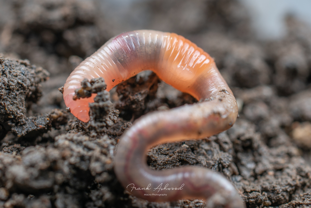 pink soilworm
