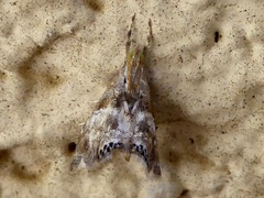 Lepidoptera