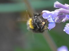 Bombus pratorum
