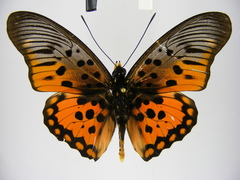 Pseudacraea boisduvalii boisduvalii