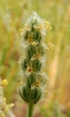 Plantago patagonica