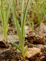 Plantago patagonica