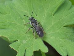 Lasioglossum sexnotatum