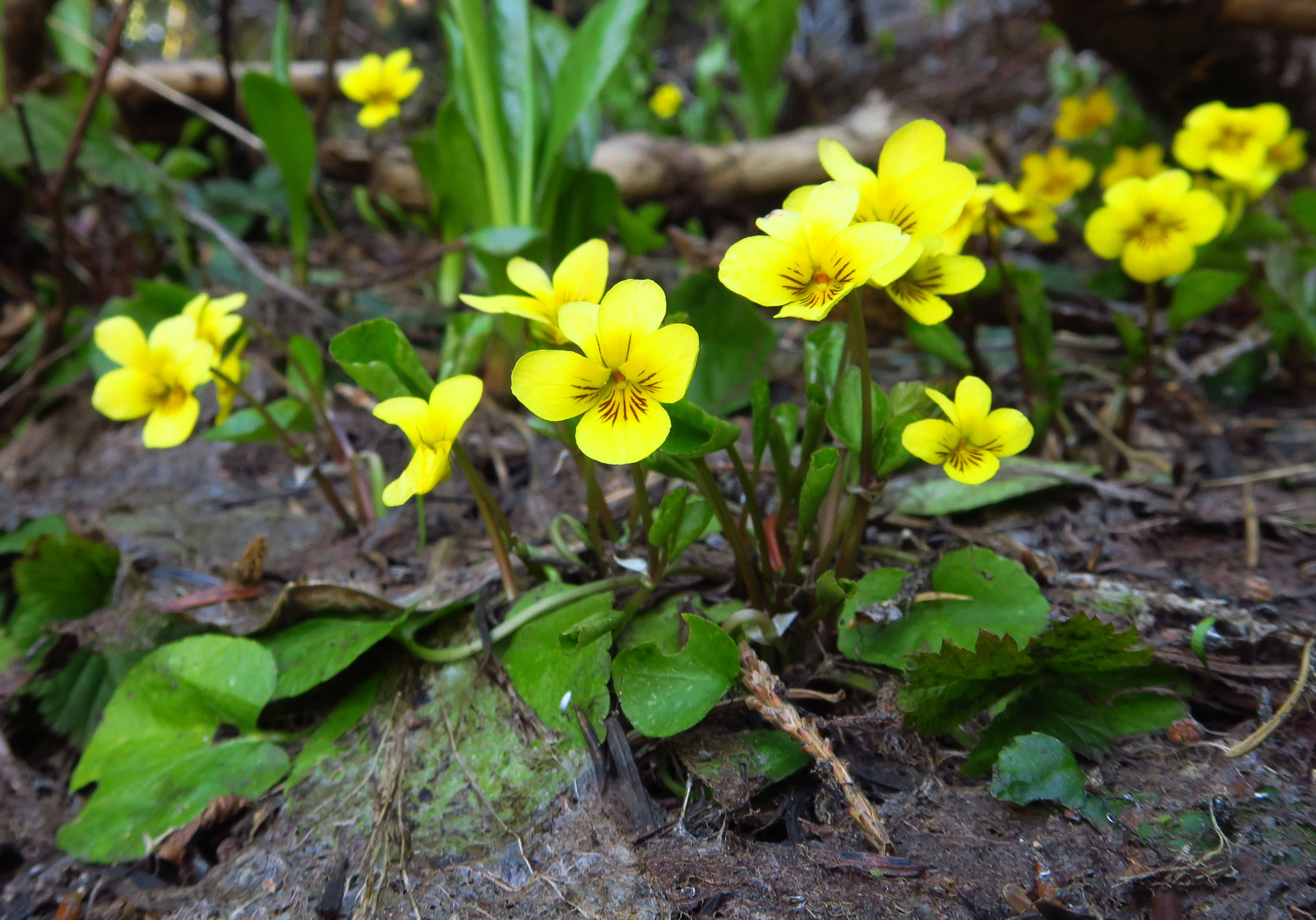 Viola orbiculata