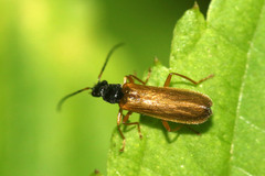 Rhagonycha lignosa