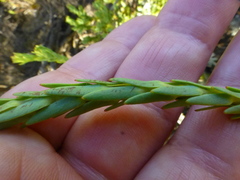 Leucadendron stellare