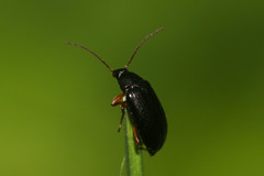 Gonodera luperus