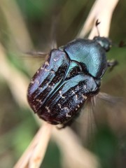 Euphoria sepulcralis