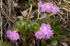 Primula glaucescens