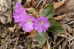 Primula glaucescens