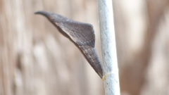 Anthocharis julia flora