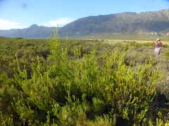 Leucadendron stellare
