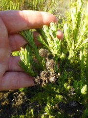 Leucadendron stellare