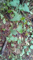 Convolvulus crenatifolius