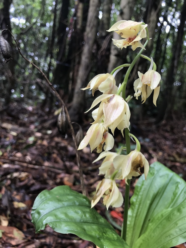 Calanthe striata