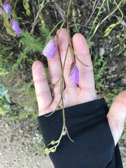 Clarkia dudleyana