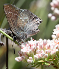 Satyrium tetra