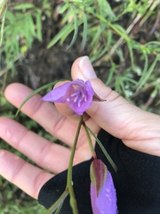 Clarkia dudleyana