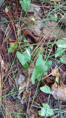 Convolvulus crenatifolius