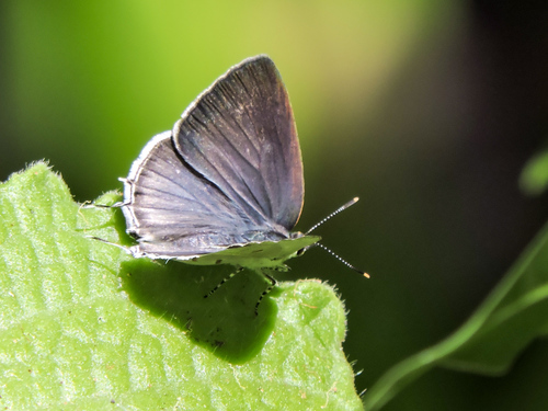 Lantana Hairstreak